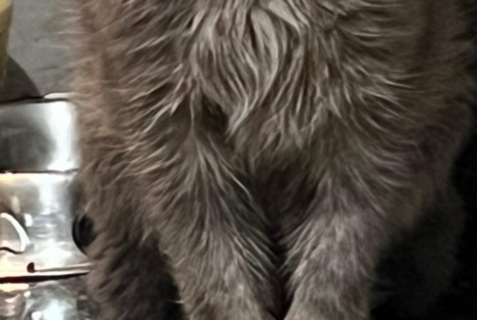 Vermisstmeldung Katze Männliche , 17 jahre Tassin-la-Demi-Lune Frankreich