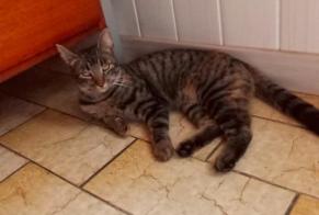 Vermisstmeldung Katze Weiblich , 2 jahre Saint-Mexant Frankreich