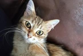 Vermisstmeldung Katze Weiblich , 2 jahre Aulnay Frankreich