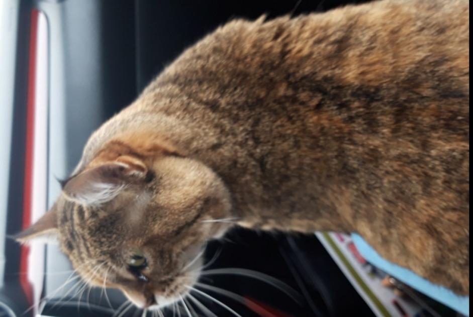 Vermisstmeldung Katze  Weiblich , 11 jahre Guengat Frankreich