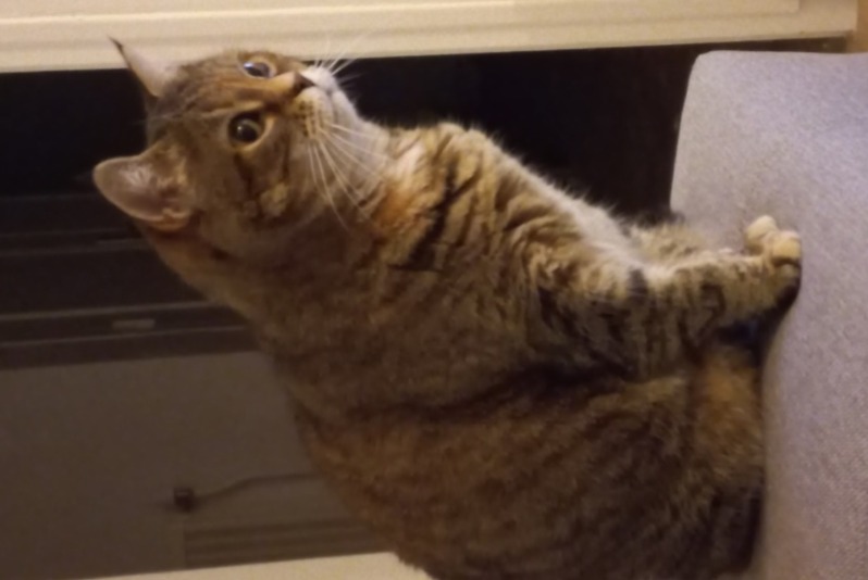Vermisstmeldung Katze  Weiblich , 11 jahre Guengat Frankreich