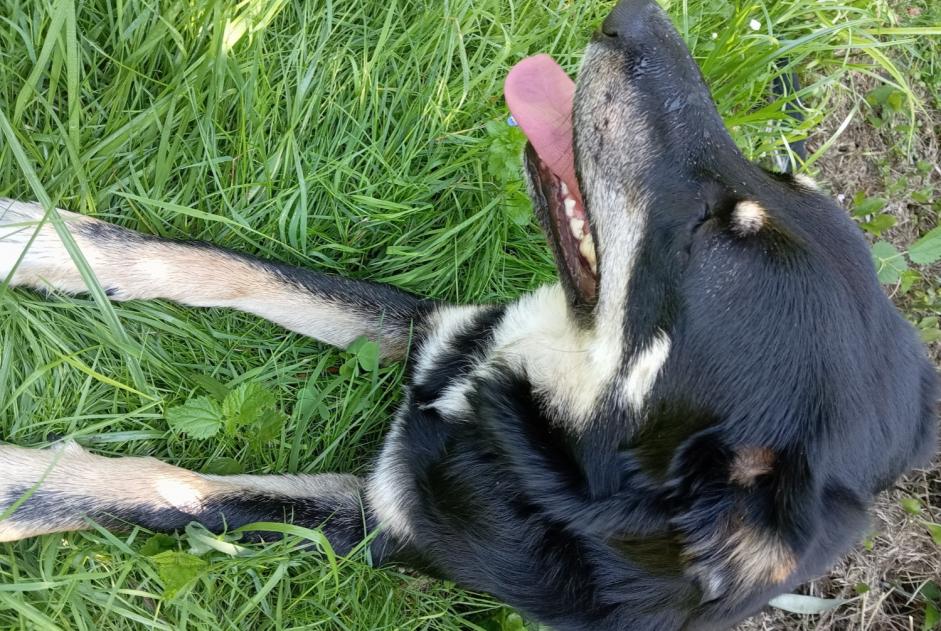 Fundmeldung Hund rassenmischung Weiblich , 1 Jahr Hagetmau Frankreich