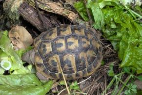 Fundmeldung Schildkröte Unbekannt Saint-Cierge-la-Serre Frankreich