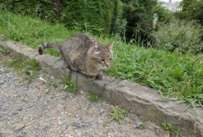 Fundmeldung Katze Unbekannt , 2 Jahre Ciboure Frankreich
