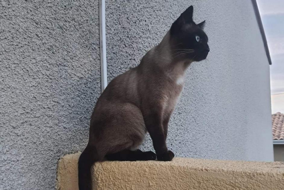 Vermisstmeldung Katze  Männliche , 6 jahre Perpignan Frankreich