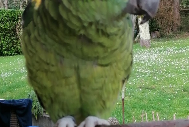 Vermisstmeldung Vogel Weiblich , 2024 jahre Saint-Ciers-de-Canesse Frankreich