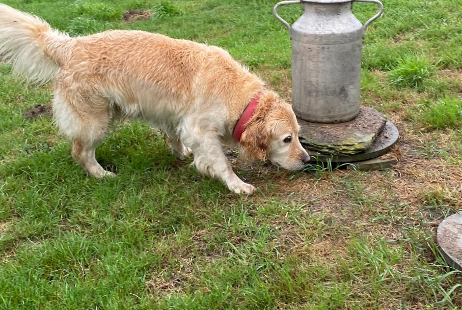 Fundmeldung Hund  Weiblich Chouain Frankreich