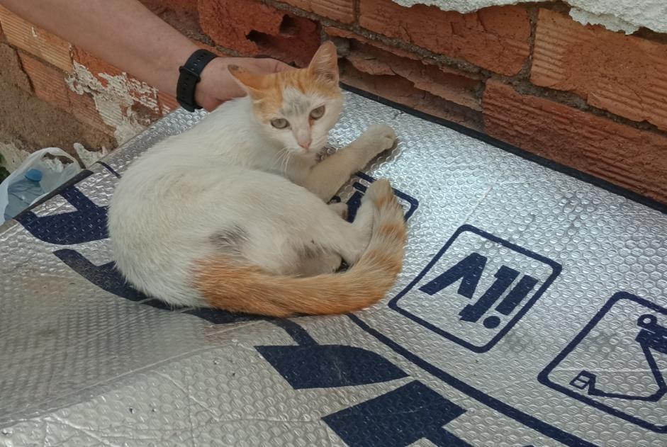 Vermisstmeldung Katze Weiblich , 3 jahre Murcia Spanien