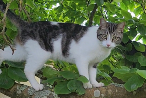 Vermisstmeldung Katze Männliche , 2 jahre Lorient Frankreich