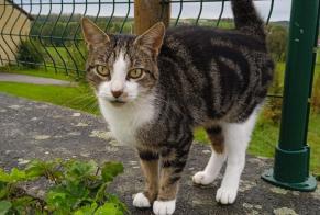 Fundmeldung Katze Weiblich Ville-sur-Illon Frankreich