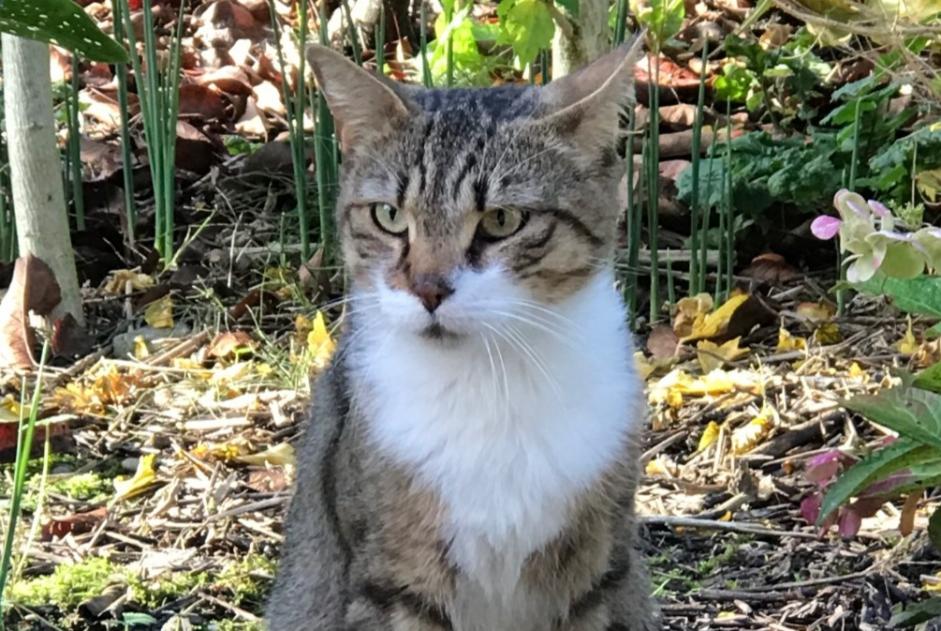 Fundmeldung Katze Männliche Tournon Frankreich