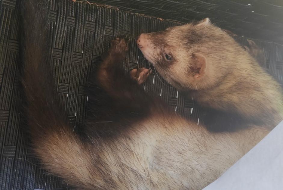 Vermisstmeldung Andere ferret Männliche , 2024 jahre Charmont-en-Beauce Frankreich