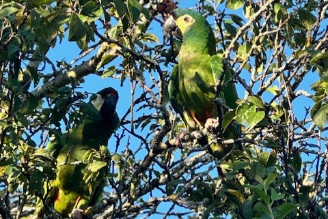 Vermisstmeldung Vogel Weiblich , 2 jahre Boécourt Schweiz