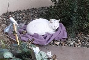 Fundmeldung Katze Männliche Chantonnay Frankreich