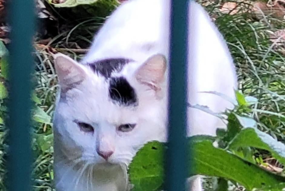 Fundmeldung Katze Unbekannt Grenoble Frankreich