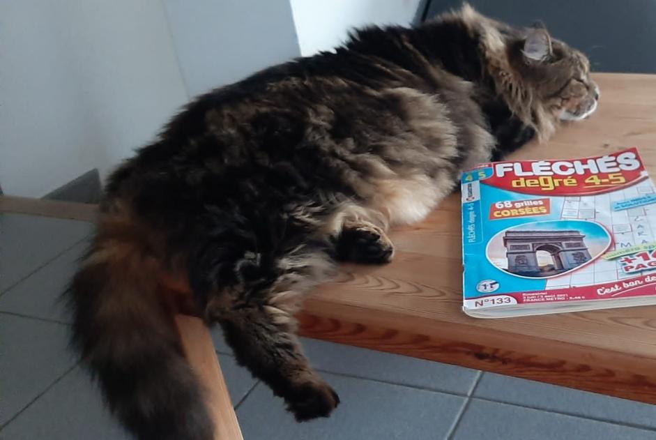 Vermisstmeldung Katze  Weiblich , 5 jahre Bourg-Saint-Andéol Frankreich