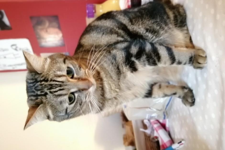 Vermisstmeldung Katze rassenmischung Männliche , 6 jahre Rennes Frankreich