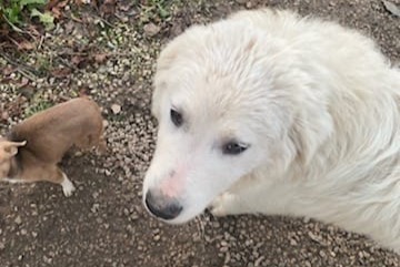 Vermisstmeldung Hund  Weiblich , 0 jahre Thollon-les-Mémises Frankreich