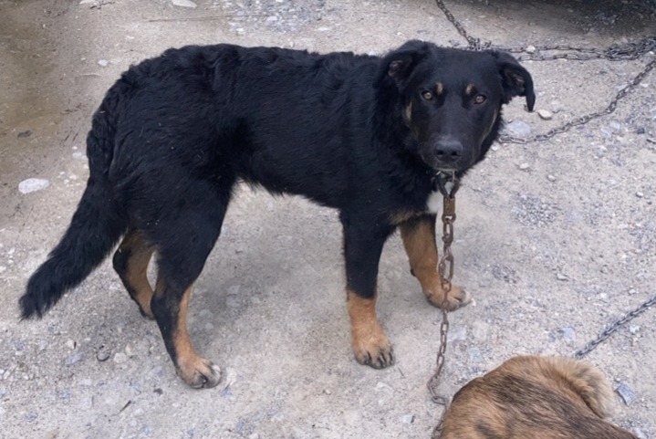 Vermisstmeldung Hund rassenmischung Weiblich , 1 jahre Châteauroux-les-Alpes Frankreich