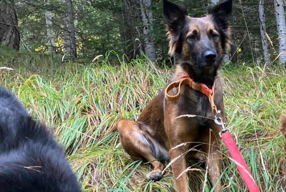 Vermisstmeldung Hund rassenmischung Weiblich , 2 jahre Châteauroux-les-Alpes Frankreich