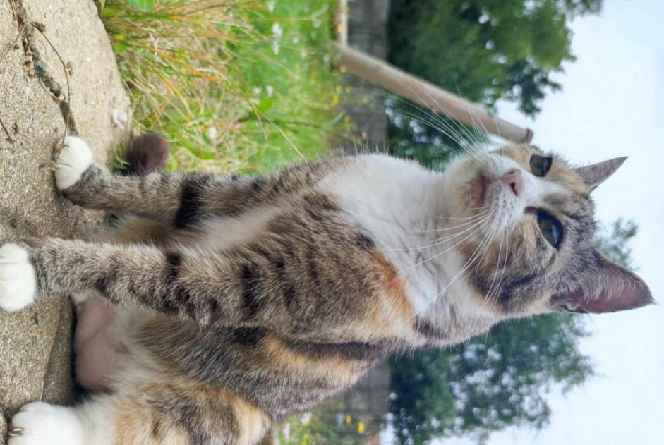 Vermisstmeldung Katze Weiblich , 11 jahre L'Hermenault Frankreich