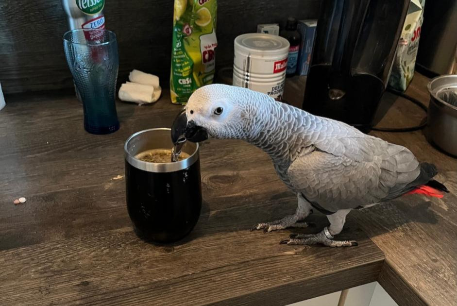 Vermisstmeldung Vogel Weiblich , 2024 jahre Lons Frankreich