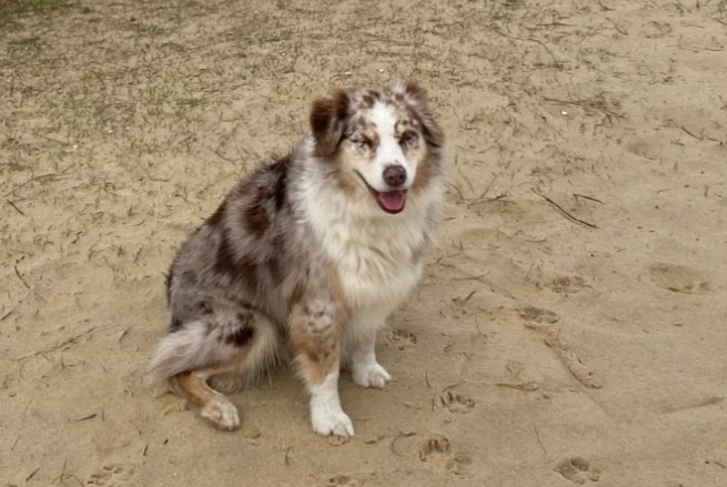 Vermisstmeldung Hund  Weiblich , 9 jahre Capbreton Frankreich