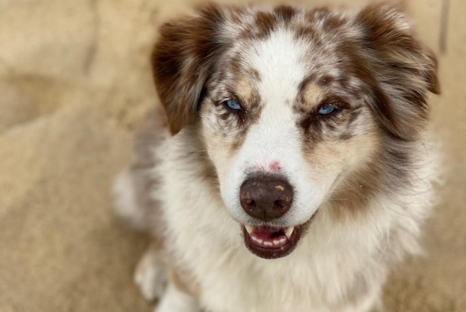 Vermisstmeldung Hund  Weiblich , 9 jahre Capbreton Frankreich