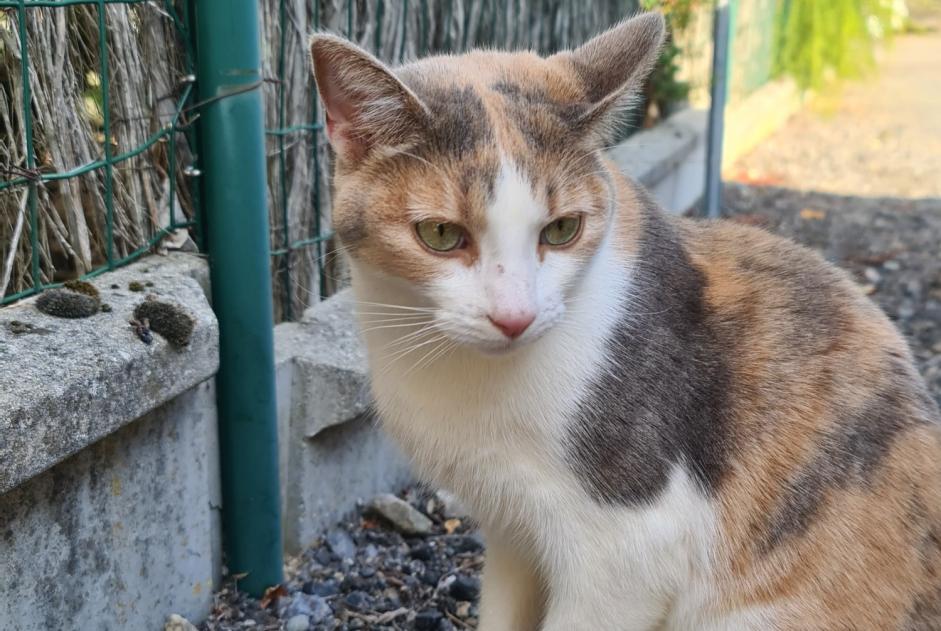 Vermisstmeldung Katze Weiblich , 4 jahre Le Pallet Frankreich