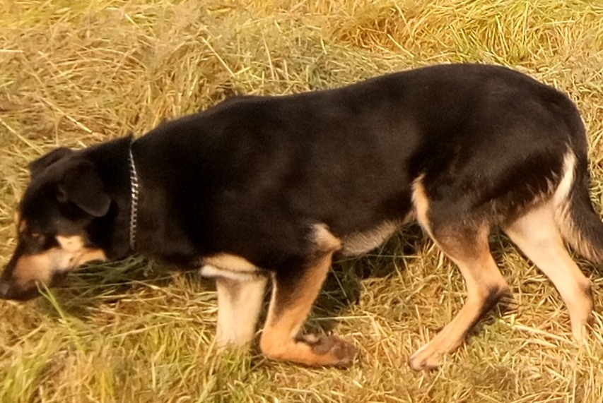 Vermisstmeldung Hund rassenmischung Männliche , 4 jahre La Bazouge-de-Chéméré Frankreich