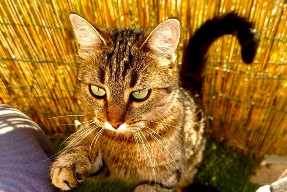 Vermisstmeldung Katze Weiblich , 5 jahre Maillane Frankreich