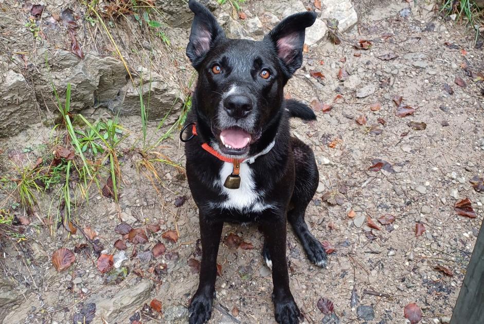 Vermisstmeldung Hund rassenmischung Männliche , 5 jahre Curienne Frankreich