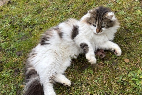 Fundmeldung Katze  Weiblich Caluire-et-Cuire Frankreich