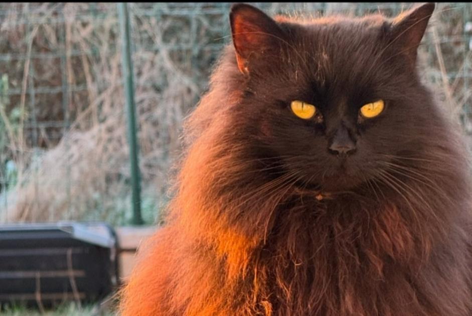 Vermisstmeldung Katze rassenmischung Männliche , 9 jahre Saint-Gourgon Frankreich