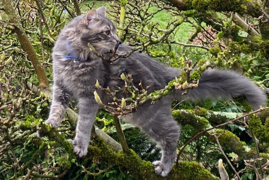 Vermisstmeldung Katze rassenmischung Männliche , 1 jahre Nantes Frankreich