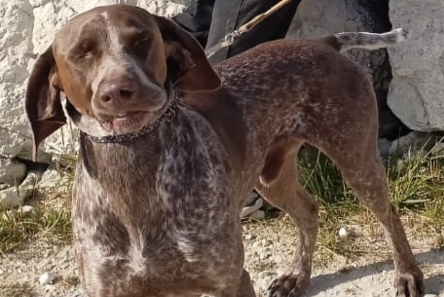 Vermisstmeldung Hund rassenmischung Männliche , 4 jahre Castet Frankreich