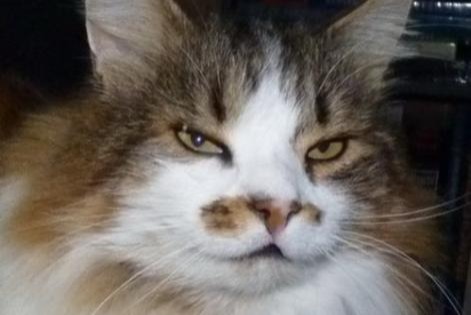 Disappearance alert Cat miscegenation Male , 20 years Les Fontenelles France