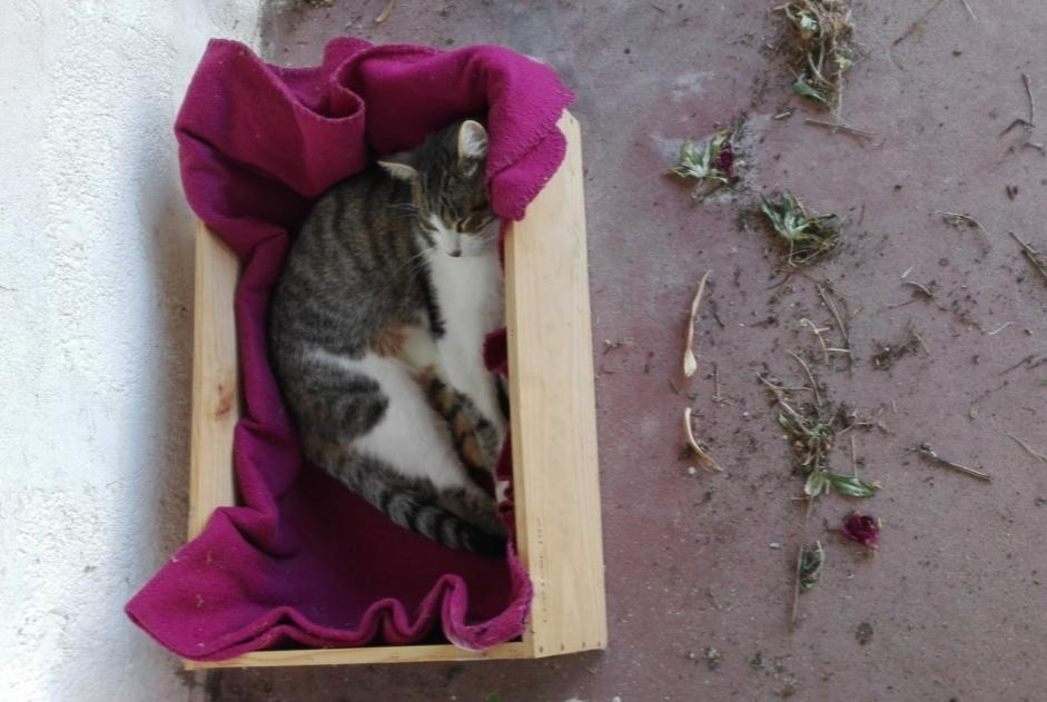 Disappearance alert Cat  Male , 9 years Vertou France