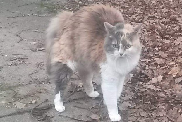 Disappearance alert Cat Female , 18 years Paris France