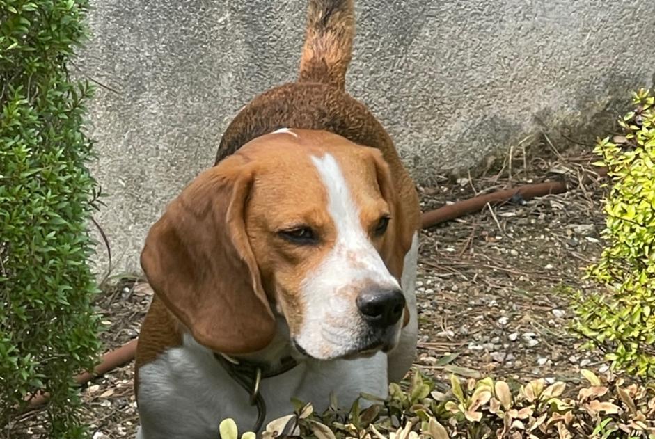 Disappearance alert Dog  Female , 4 years Rochefort-en-Yvelines France