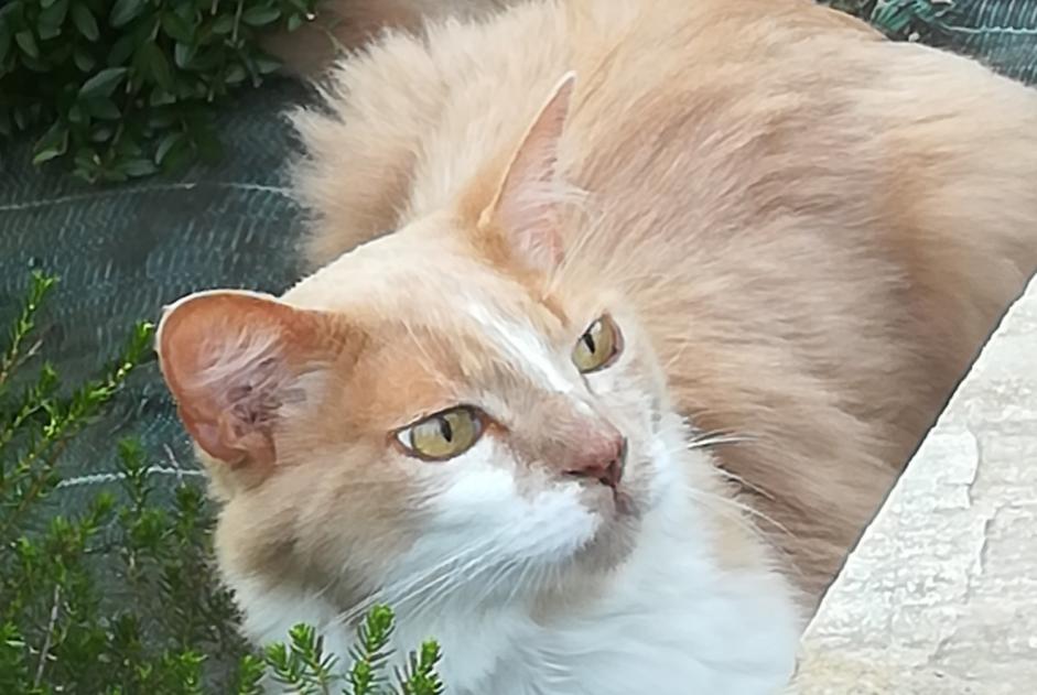 Disappearance alert Cat miscegenation Male , 13 years Plescop France