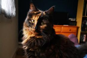 Disappearance alert Cat Female , 1 years Vallons-de-L'Erdre France