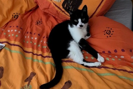 Disappearance alert Cat  Female , 7 years Chennevières-sur-Marne France