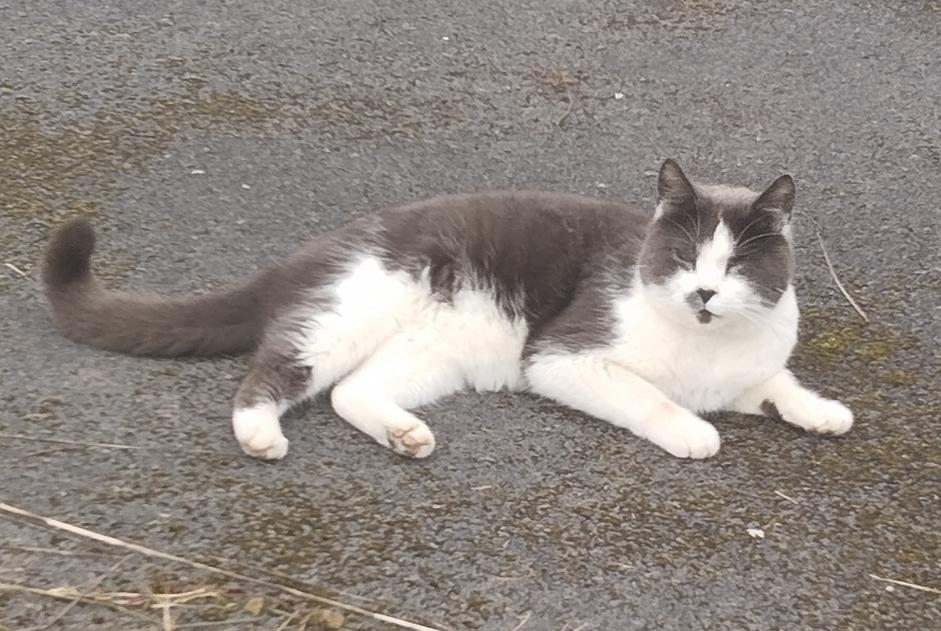 Disappearance alert Cat  Male , 6 years Souastre France