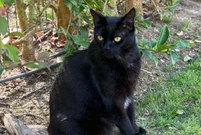 Disappearance alert Cat Male , 6 years Aroeira Portugal