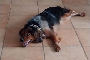 Disappearance alert Dog  Female , 5 years Altura Portugal