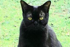 Disappearance alert Cat  Female , 4 years Ondres France