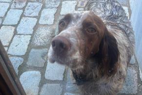 Disappearance alert Dog  Female , 3 years Saint-Émilion France