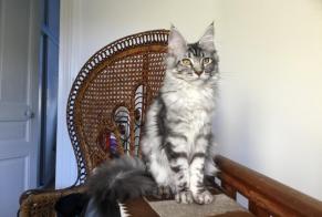 Disappearance alert Cat  Female , 3 years Clermont-Ferrand France