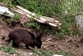 Discovery alert Rabbit Unknown Moréac France